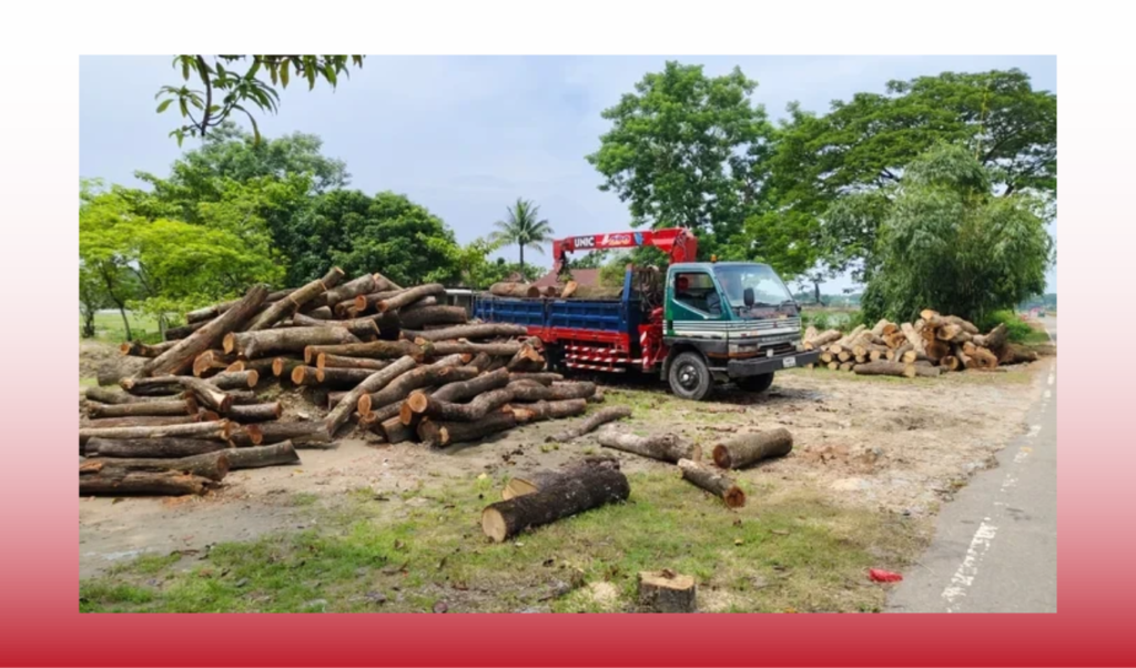 Outcry as 4,500 Trees Felled Without Road Widening Project