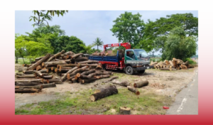 Outcry as 4,500 Trees Felled Without Road Widening Project