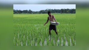 Rajshahi Farmers Face Fertiliser Pressure During Aman Season