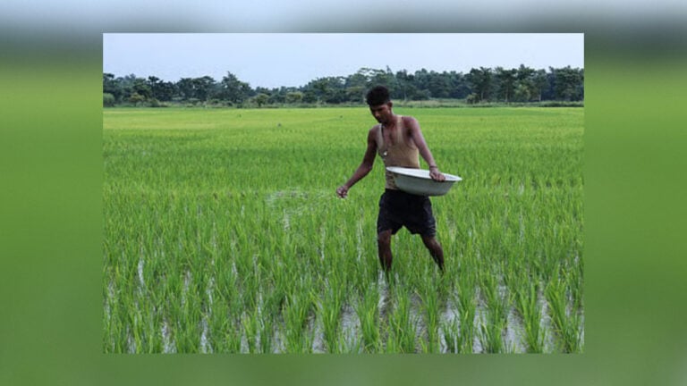 Rajshahi Farmers Face Fertiliser Pressure During Aman Season