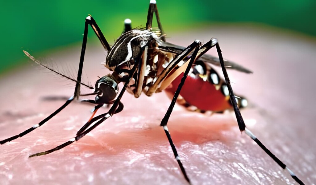 abcd Dengue Death Toll Reaches 56 as 423 More Hospitalised