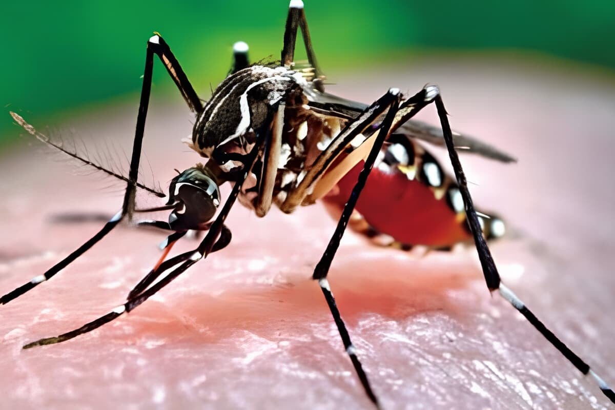 Dengue Death Toll Reaches 56 as 423 More Hospitalised