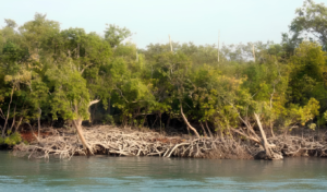 Armed Pirates Kidnap 21 Fishermen Across Sundarbans Within 48 Hours