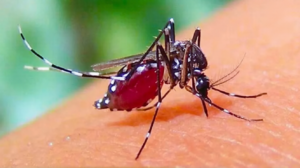 Bangladesh Dengue Toll Hits 149 After Six More Deaths
