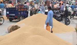 Paddy Sells for Tk 800–950 per Maund, Leaving Farmers Unable to Cover Costs
