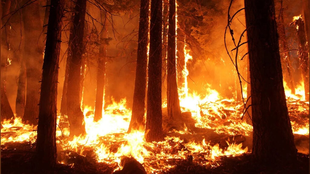 Papua Fire Claims 11 Lives, Including Six Children