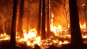 Papua Fire Claims 11 Lives, Including Six Children