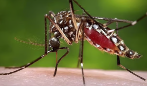September Dengue Deaths Hit 104, Overtaking Eight-Month Total