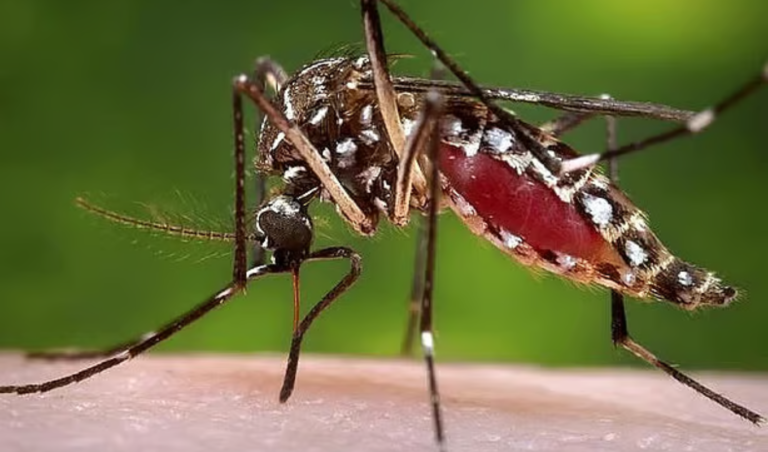 September Dengue Deaths Hit 104, Overtaking Eight-Month Total
