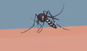Youth Dies of Dengue in Mymensingh as Annual Deaths Reach Thirteen