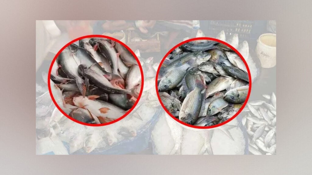 Affordable Fish Slips Away as Pangasius and Tilapia Prices Soar