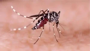 Bangladesh Dengue Crisis Deepens as Daily Death Toll Hits Nine