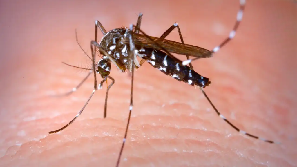 Bangladesh Dengue Deaths Pass 300 as Daily Hospital Admissions Surge
