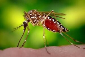 Bangladesh Dengue Surge Claims Six More Lives as Annual Cases Exceed 84,000