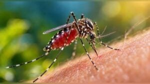 Bangladesh Reports Nine More Dengue Deaths, 1,982 Hospital Admissions