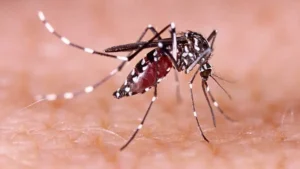 Four More Perish as Dengue Surge Claims Over 350 Lives