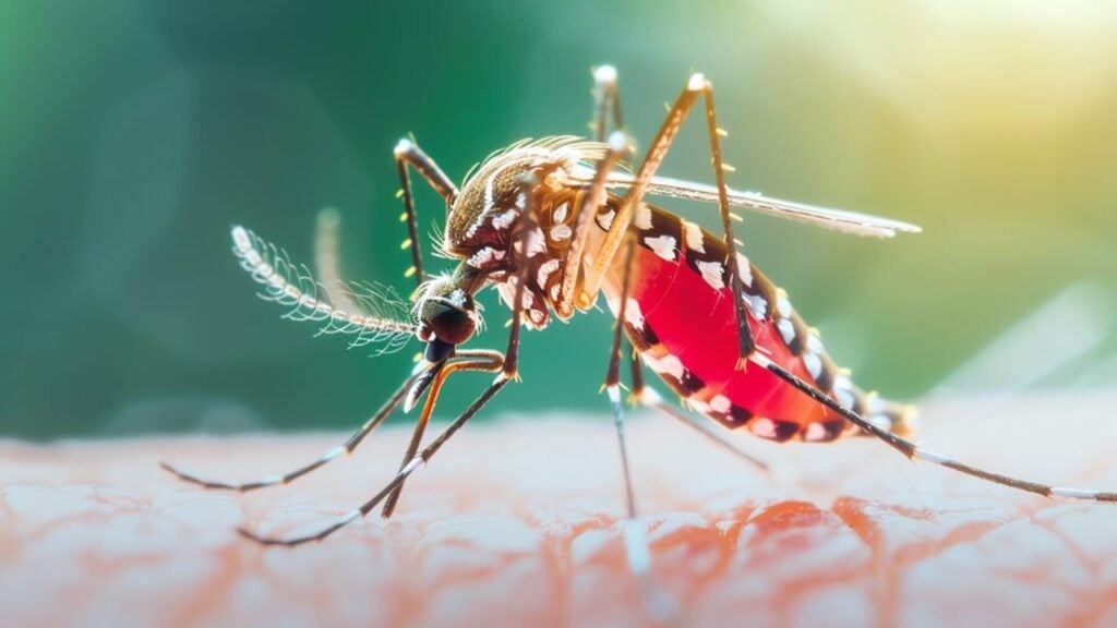 Jhalakathi Dengue Cases Surpass 2,300 as Hospital Admissions Rise