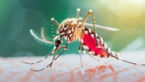 Jhalakathi Dengue Cases Surpass 2,300 as Hospital Admissions Rise