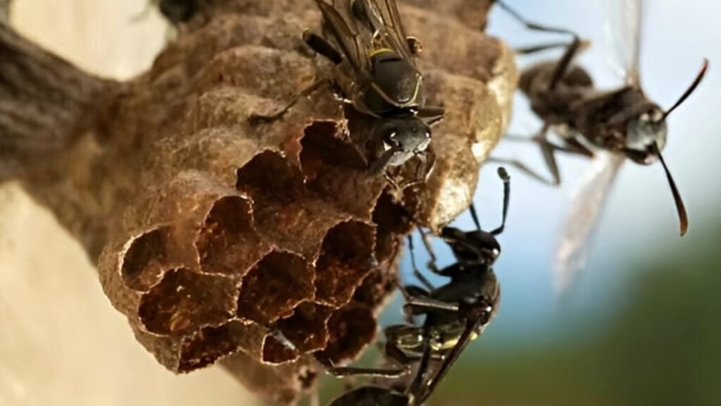Two Children Die After Disturbing Hornet Nest in Pabna