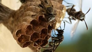 Two Children Die After Disturbing Hornet Nest in Pabna